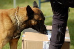 Sprengstoffspürhund erschnüffelt Karton im Training