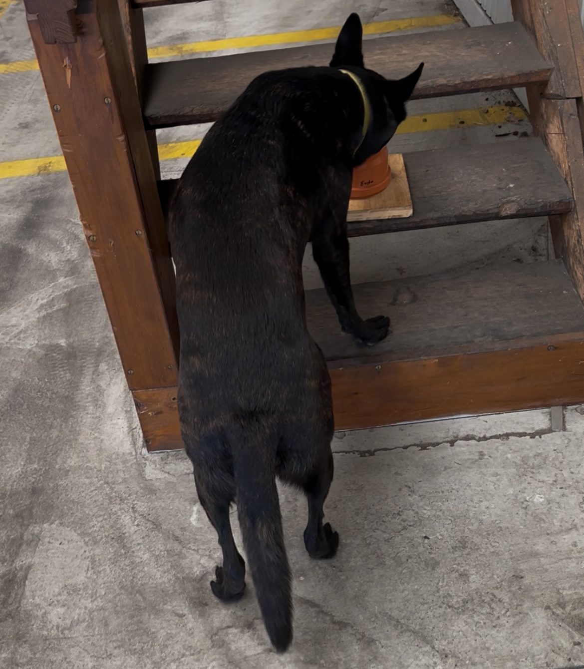 Explosives detection dog during basic conditioning on stairs